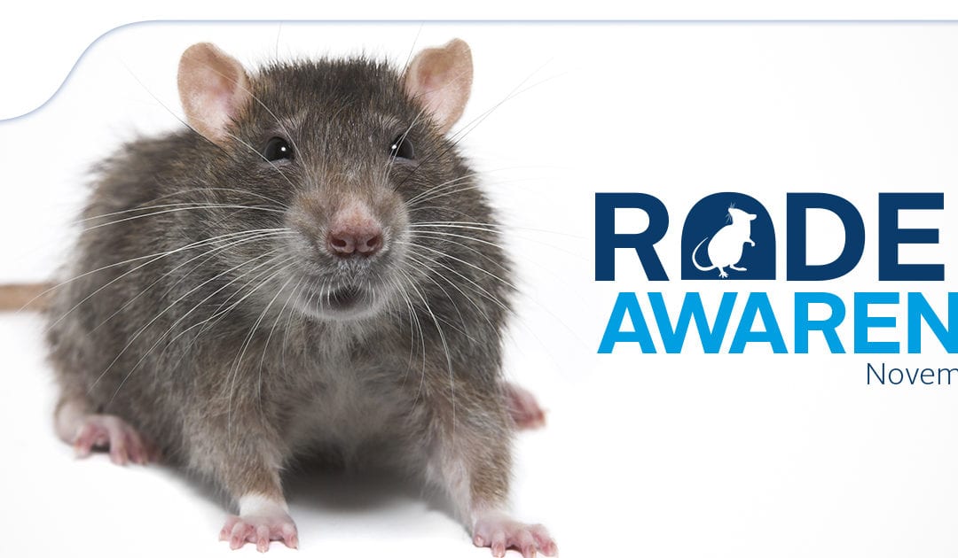 5 Signs of Mice in the House