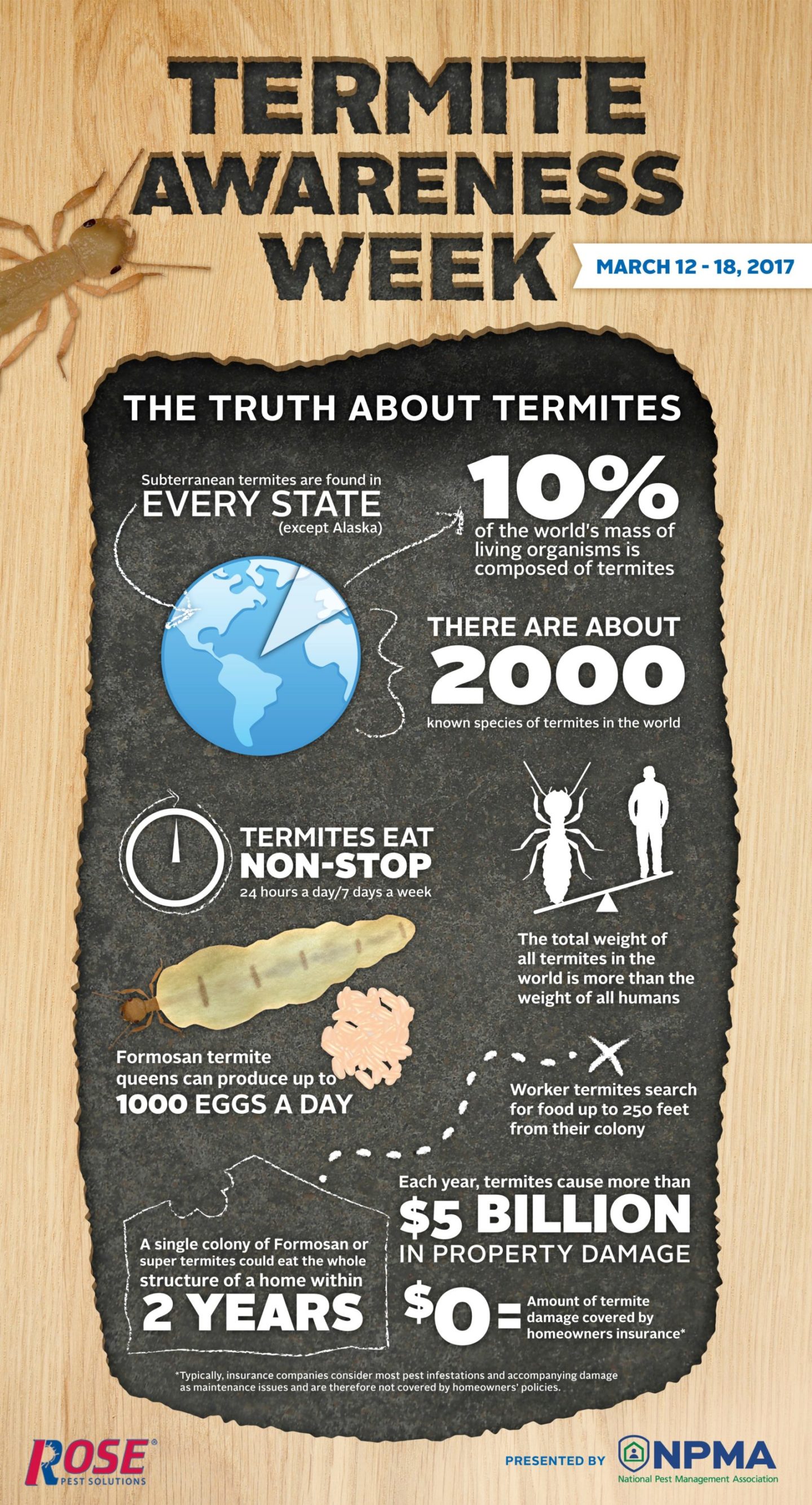 rose_termite-awareness-week-infographic-2017-.jpg