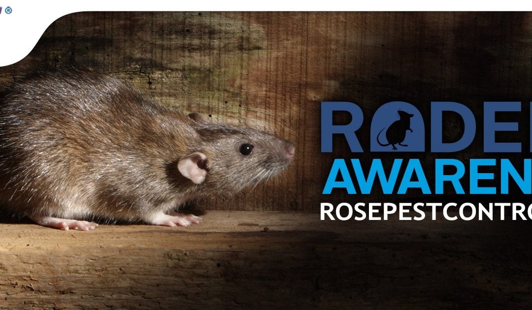 Rodent Control and Awareness