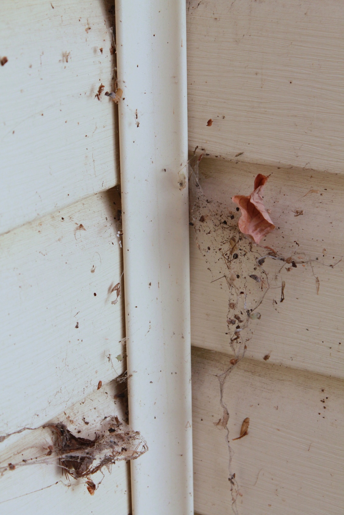 spiderwebs_on_siding_outside.jpg