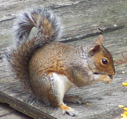 squirrel_side