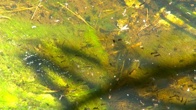 stock-footage-mosquito-larvae-pond