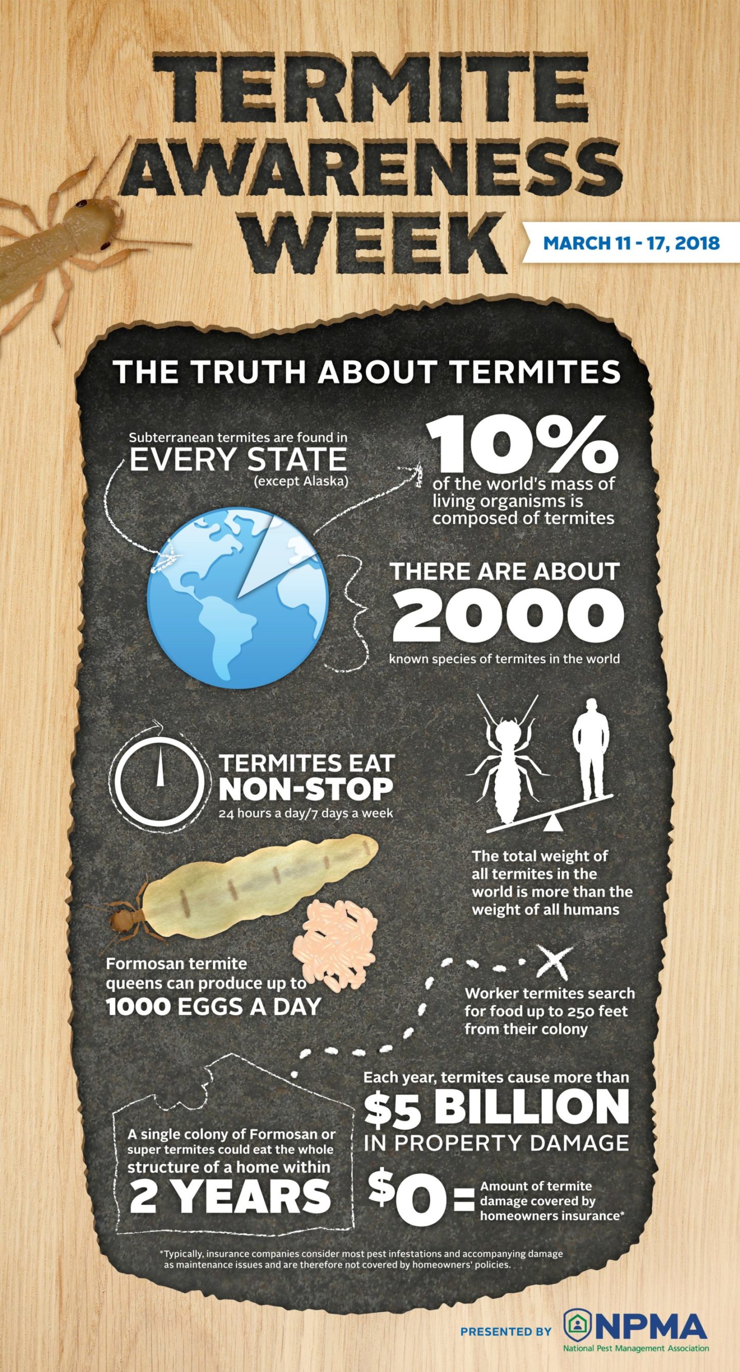 termite infographic