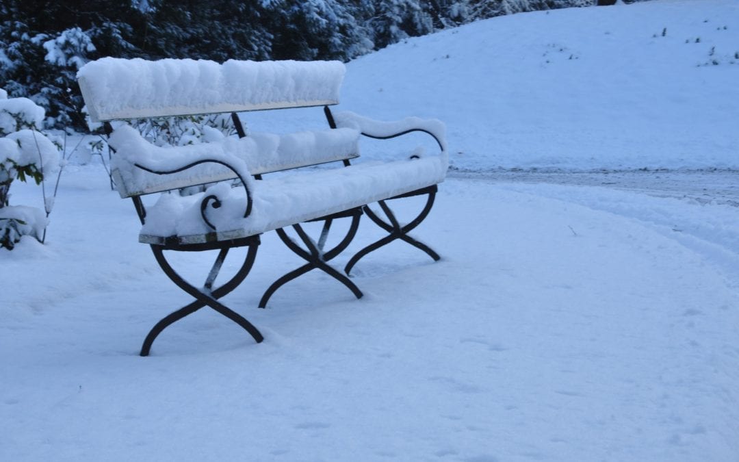 Do Bugs Die in the Winter?