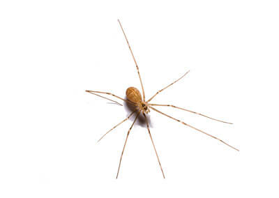 Not all Daddy-Long-Legs are Spiders! - Good News Pest Solutions