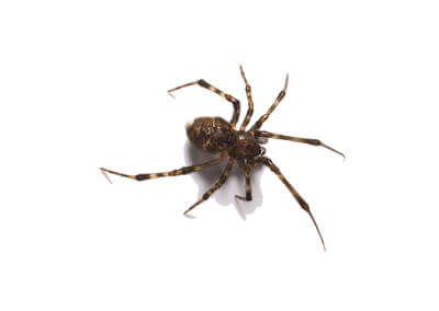 House Spider