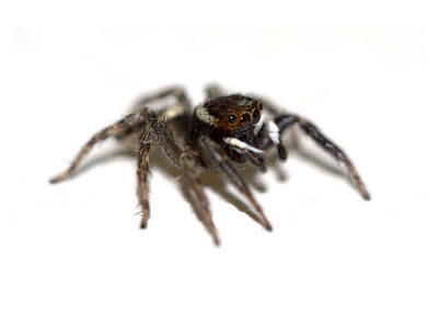 Jumping Spider