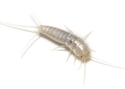 Silverfish