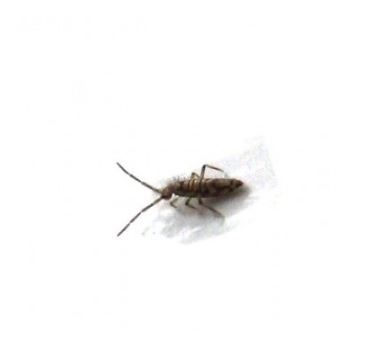 Springtails Exterminator - How To Identify & Get Rid Of Springtails