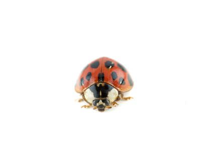 Asian Lady Beetle