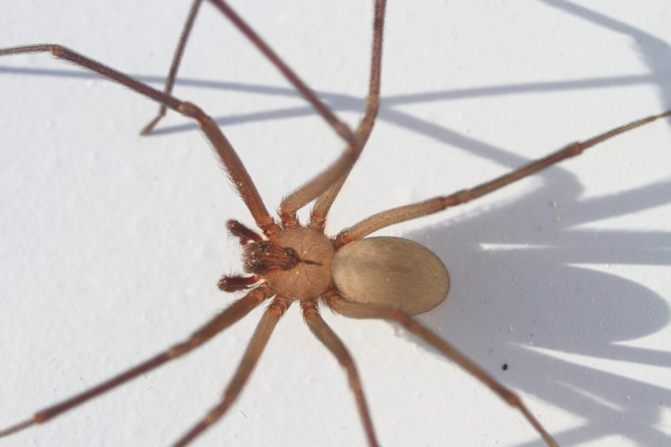 Brown Recluse Control How to Get Rid of Spiders Rose