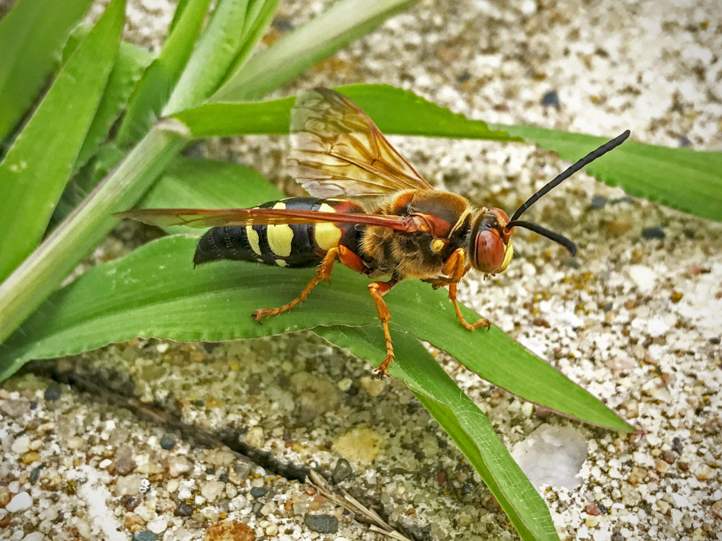 control wasp