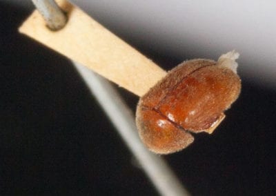 Close up view of cigarette beetle, IN