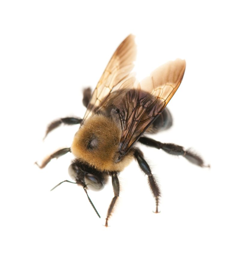 close up of carpenter bee from Rose Pest Solutions