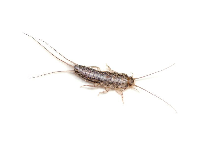 close up of silverfish from Rose Pest Solutions