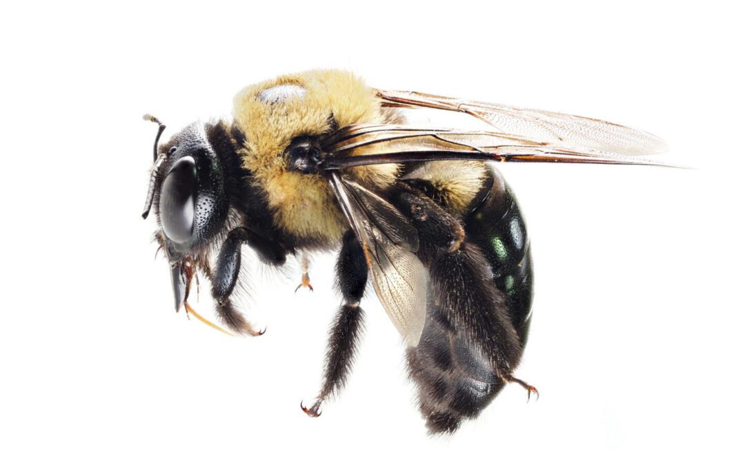 Carpenter Bee