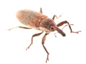 Grain Weevil