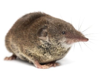 Shrew