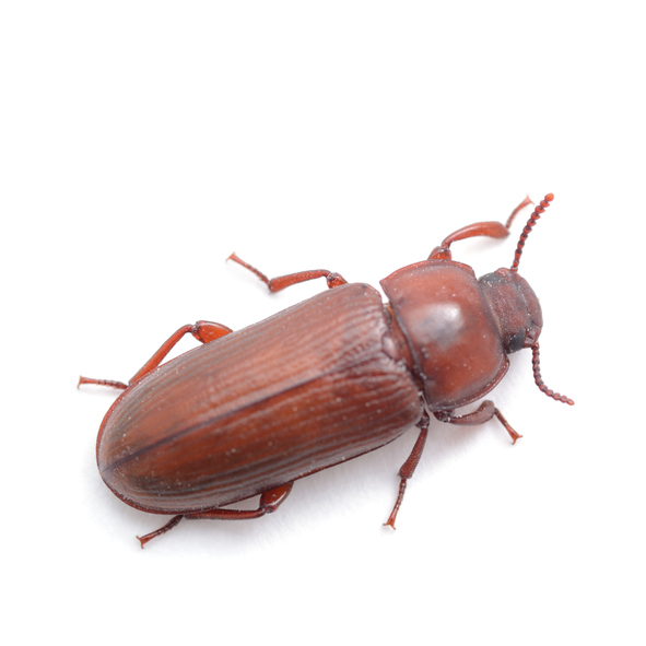 How to Get Rid of Beetles in Your Home & Yard