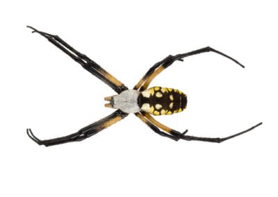 Orb Weaver