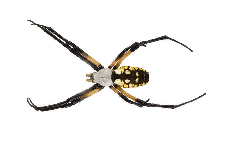 Orb Weaver