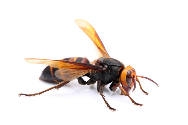 Cicada Killer Wasp