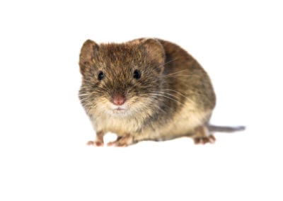 Vole