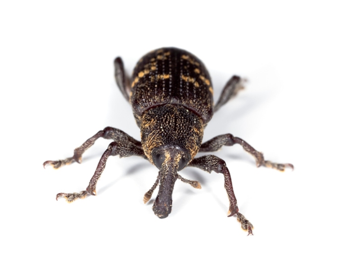 Rice Weevil