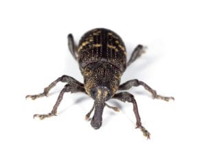 Rice weevil