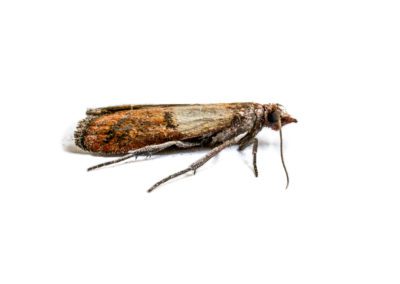 Cloth Moth Macro