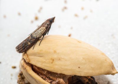 Close Up View On Indian Meal Moth On Pistachio Nut.