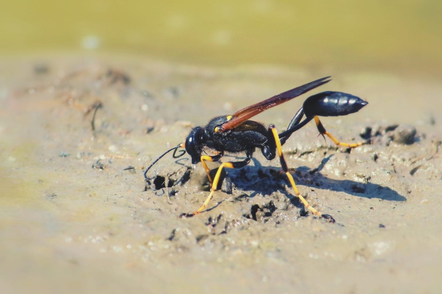 Everything You Need to Know About Mud Daubers