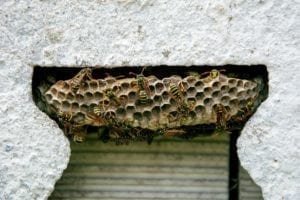 what does a paper wasp nest look like