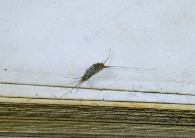 Pest Books And Newspapers. Insect Feeding On Paper Silverfish