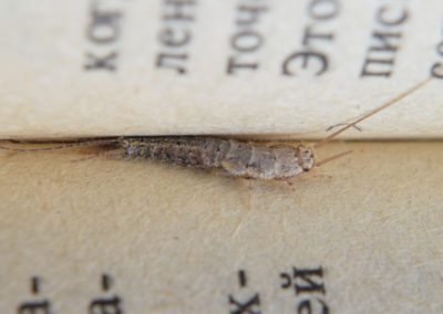 Insect Feeding On Paper Silverfish