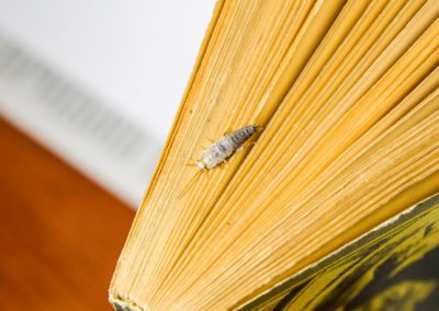 Insect Feeding On Paper Silverfish