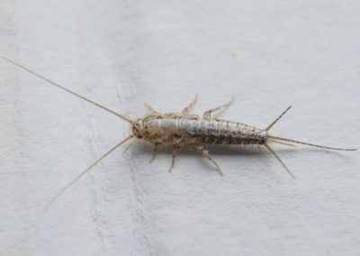 Insect Feeding On Paper Silverfish