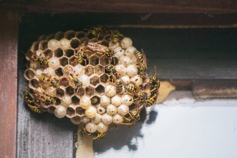 wasp critter pest