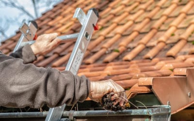 Fall Pests and Tips to Keep Them Out