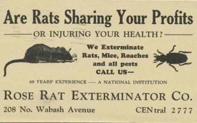 Get Rid of Rats: Rose’s Past and Present