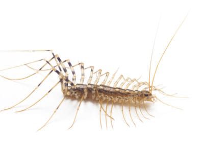 centipede