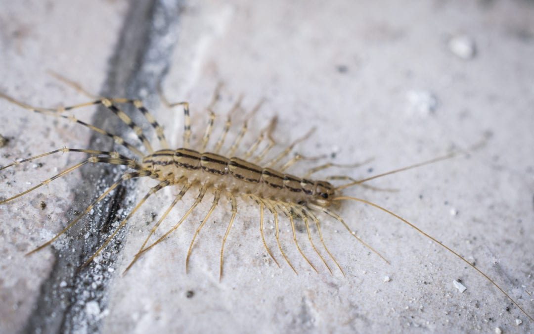 Fall Pests: Occasional Invaders