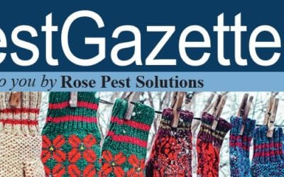 Winter Pests and How to Avoid Them
