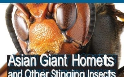 Asian Giant Hornets