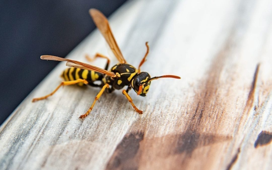 The Differences Between Bees and Wasps