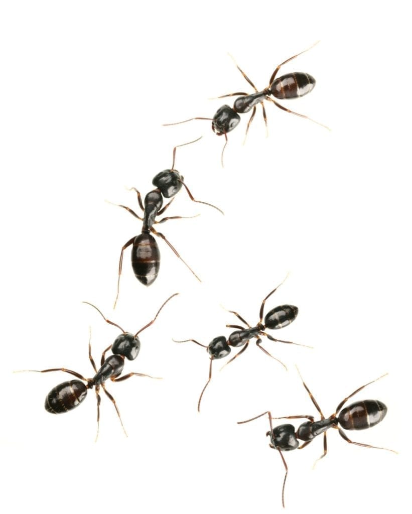 Ants