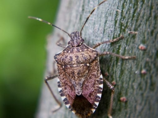 Brown Marmorated Stink Bugs
