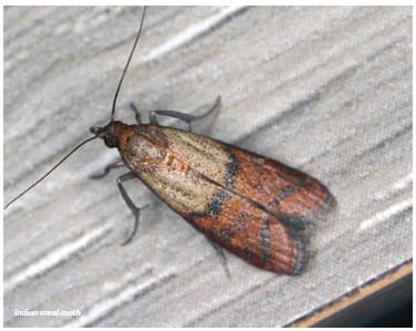 Moth in wooden bench,IN