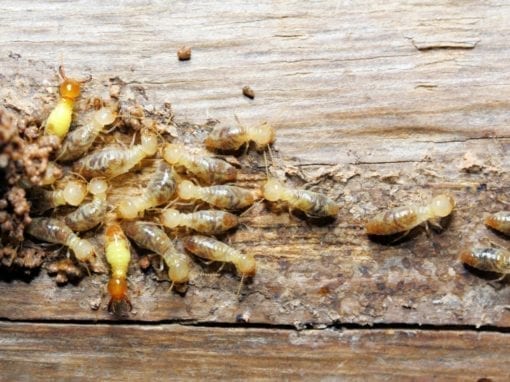 termites on wood