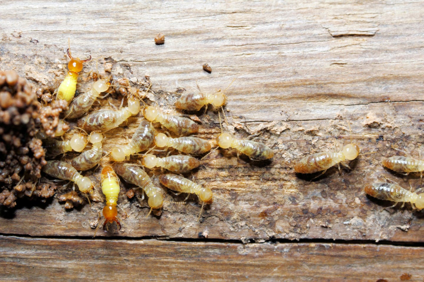 signs of termite infestation